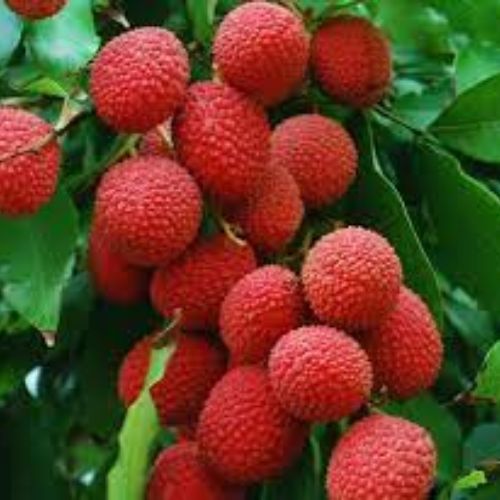 Litchi Fruit Plant Manufacturer & Supplier in India 